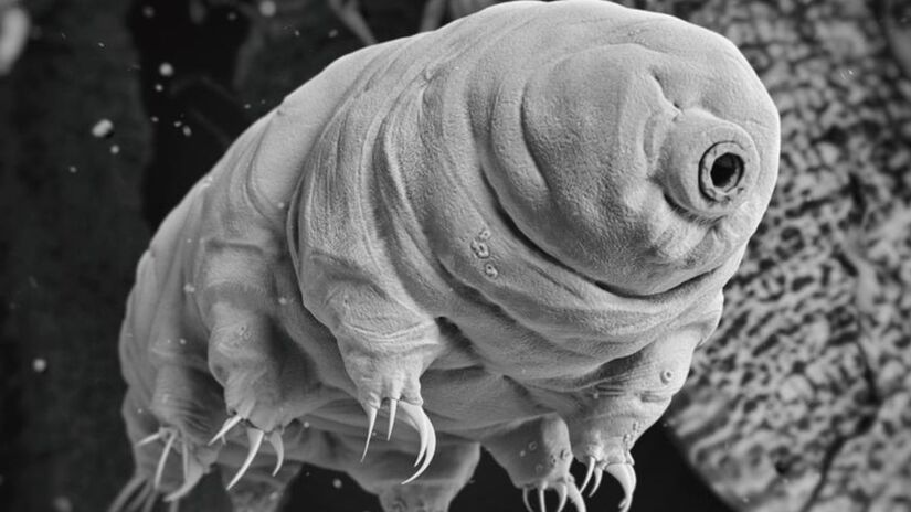 Explosão de raios gama: O evento teria que ocorrer a menos de 40 anos-luz. A probabilidade é considerada ínfima/ rukanoga/Depositphotos/IMAGO