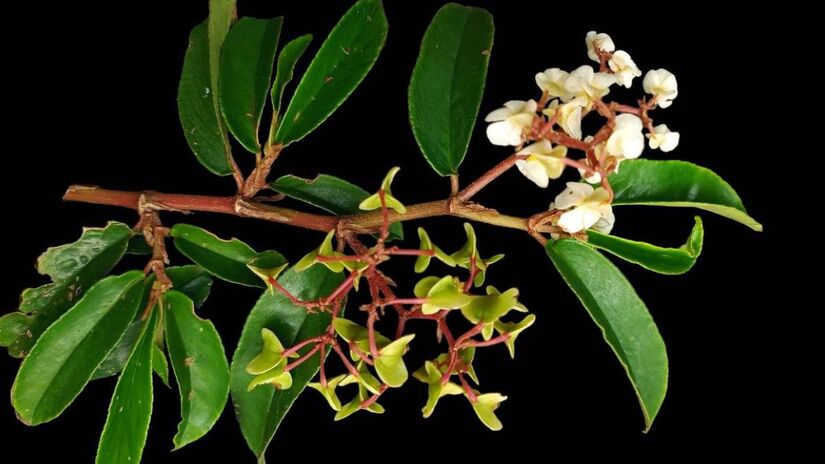 Ela foi vista pela última vez na década de 1920 e era considerada extinta. Agora, pesquisadores da Unicamp e do Jardim Botânico do Rio acabam de reencontrar/Divulgação