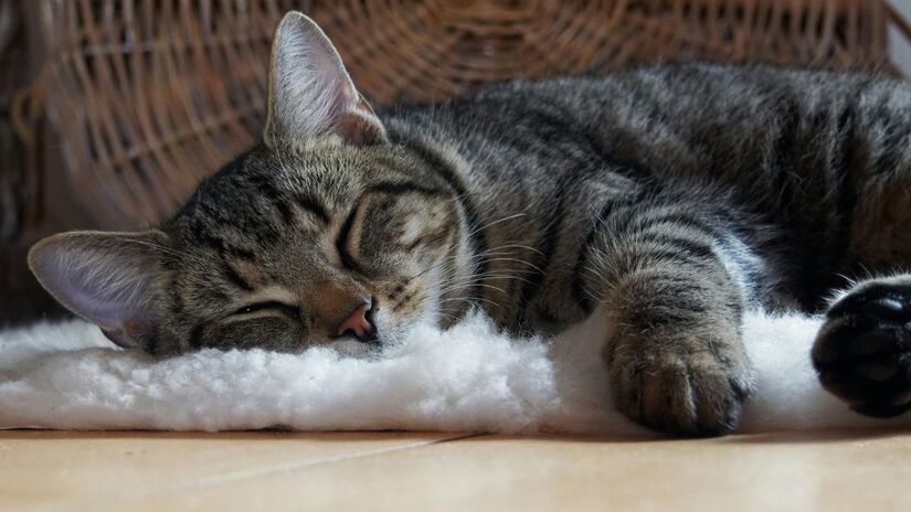 Alerta para tutores: Pesquisa internacional detecta níveis elevados de bisfenol A em 97% dos gatos analisados. Saiba por que o ambiente doméstico pode ser mais perigoso que o exterior/Freepik