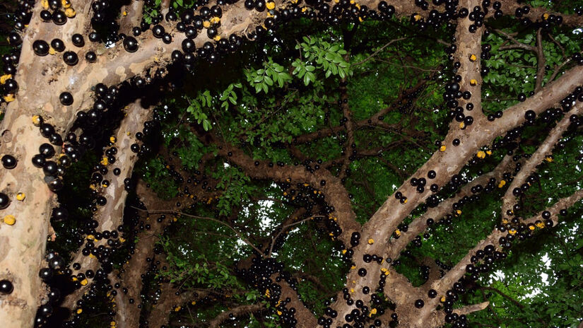 Dados do IBGE indicam que o Brasil produziu mais de 3,7 mil toneladas de jabuticaba em 2017 / Pixabay/heloenniareis