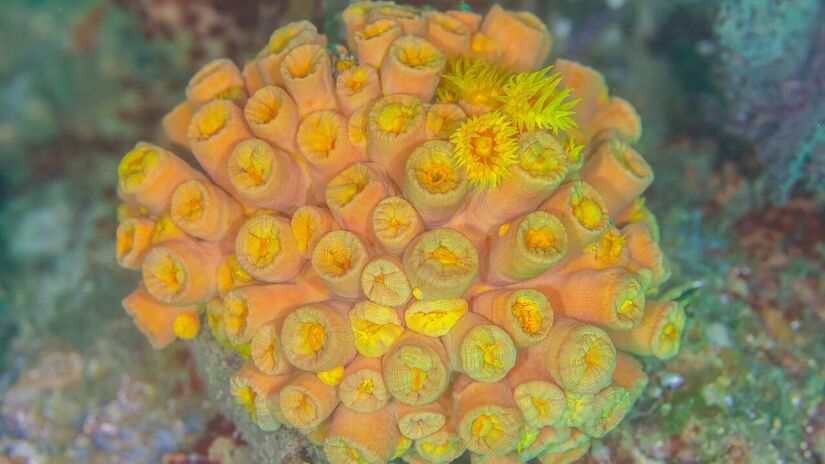 Competição por recursos e espaço Sem predadores naturais no litoral do Brasil, a espécie invasora altera a cadeia alimentar local e pode provocar o deslocamento de peixes e crustáceos de interesse comercial/Wikipedia 