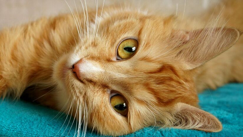 O perigo invisível no sofá: Como os plásticos e eletrônicos da sua casa estão contaminando o seu gato com desreguladores hormonais. Veja o que diz a ciência sobre gatos que não saem de casa/Freepik