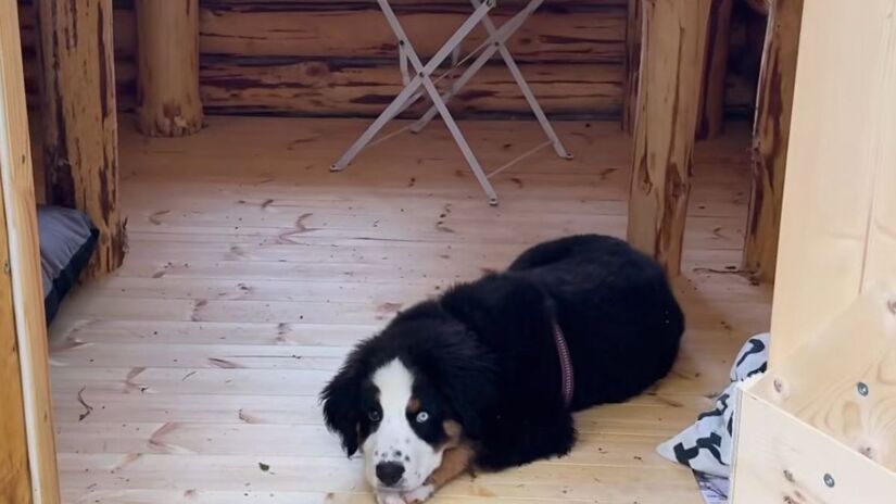 Da frustração com a faculdade ao sonho de viver off-grid. A mudança de país abriu caminho para educação gratuita e casa própria /Youtube
