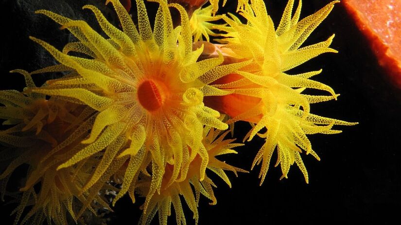 Esforços de controlo e remoção manual Mergulhadores e especialistas realizam o acompanhamento constante das áreas afetadas, utilizando a remoção manual como uma das principais estratégias para tentar conter o avanço do organismo na costa/Wikipedia 