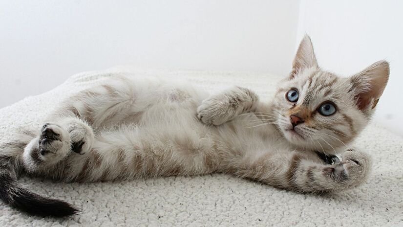 Gatos jovens de apartamento são os mais expostos a químicos industriais, revela estudo. Descubra como o Bisfenol A se acumula nos pelos dos pets e o que você pode fazer para protegê-los/Freepik