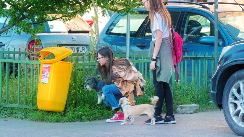 Estudos indicam que o contato com cachorros pode ajudar no controle da pressão arterial / Pixabay