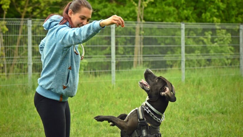 A relação entre humanos e cães favorece a saúde mental e o equilíbrio emocional / Pixabay