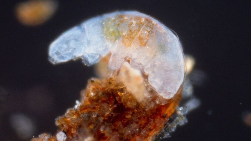 Esses microrganismos conseguem sobreviver no vácuo do espaço / Thomas Shahan/Wikimedia Commons