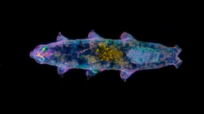 Mesmo sem água por longos períodos, os tardígrados permanecem vivos / Brandon Antonio Segura Torres e Priscilla Vieto Bonilla/Wikimedia Commons