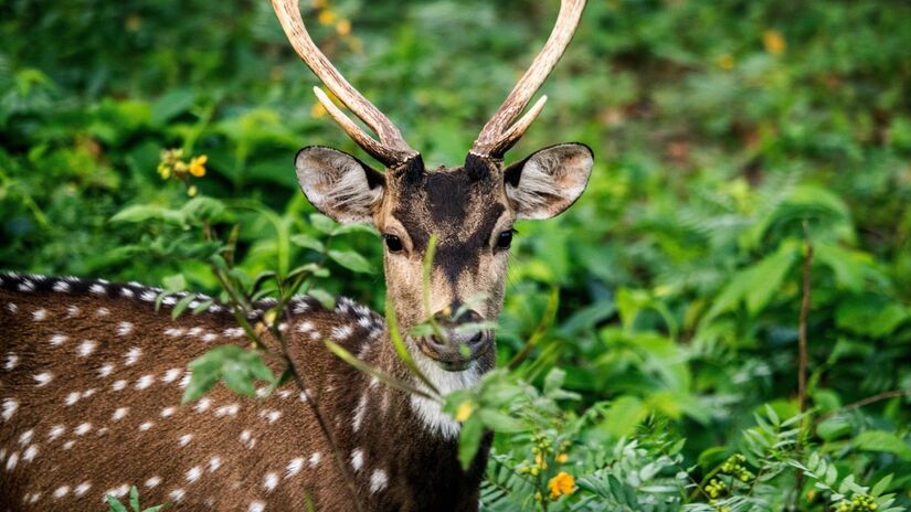 Com suas pintinhas brancas que nunca somem, o Chital parece ter saído direto de um filme da Disney, não acha? / Pixabay