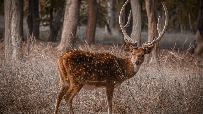 Você sabia que esses cervos são ótimos nadadores? Foi assim que eles conseguiram atravessar fronteiras e se espalhar por novos territórios. / Pixabay