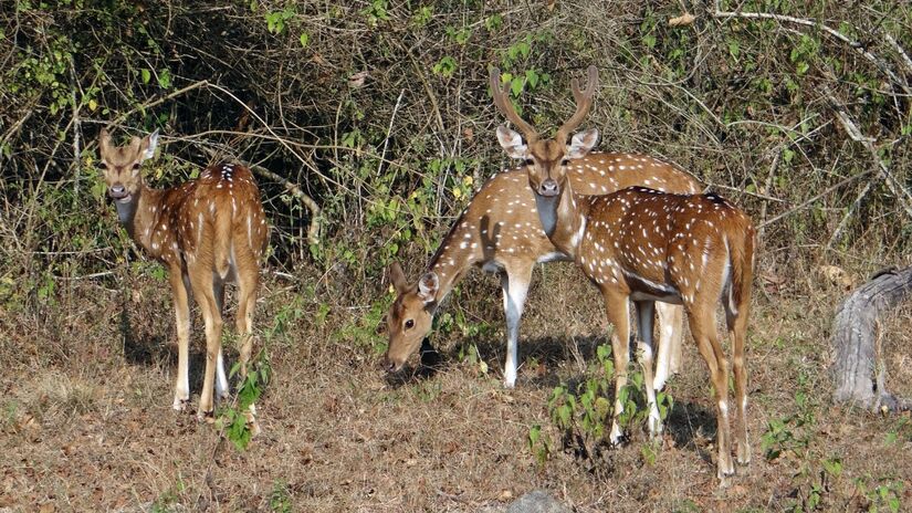 Apesar da aparência dócil, a chegada do Chital ao Pantanal preocupa especialistas. Por ser uma espécie exótica, ele pode competir por comida com nossos animais nativos. / Pixabay