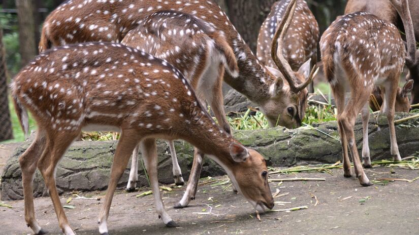 Na Índia, o Chital e os macacos Langur são "parceiros": o macaco avisa sobre predadores lá do alto e o cervo aproveita as frutas que ele derruba. / Pixabay