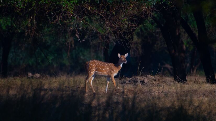Um invasor de 100 kg? O avanço do cervo Chital no Brasil é um desafio para a conservação da nossa biodiversidade. O que você acha dessa presença por aqui? / Pixabay