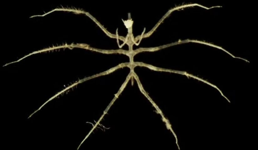 Aranha-do-mar-abissal, com poucos milímetros, revela a adaptação extrema da vida em ambientes de alta pressão (Natural History Museum/ University of Gothenburg)