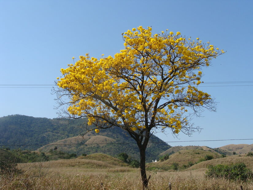 Ipê-amarelo-do-brejo (Handroanthus umbellatus) (Wikimedia)
