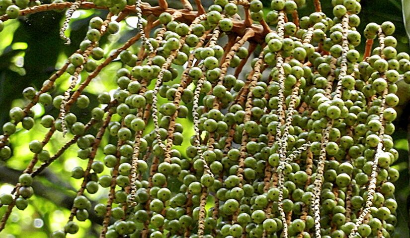 Palmito-juçara (Euterpe edulis) (Wikimedia)