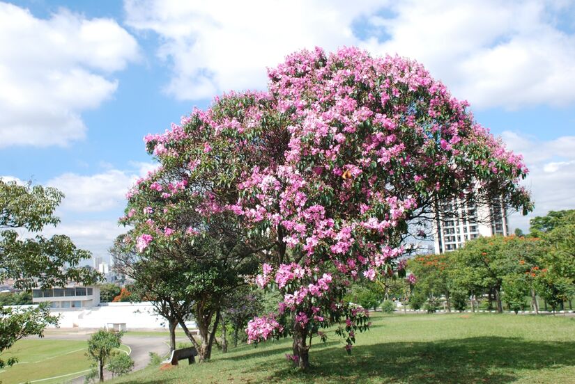 Quaresmeira (Pleroma granulosum) (Wikimedia)