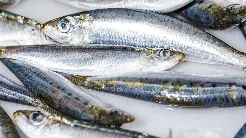 Baixa concentração de metais pesados: Por ser um peixe pequeno e de vida curta, acumula menos mercúrio do que peixes maiores, tornando-a segura para consumo frequente. Freepik
