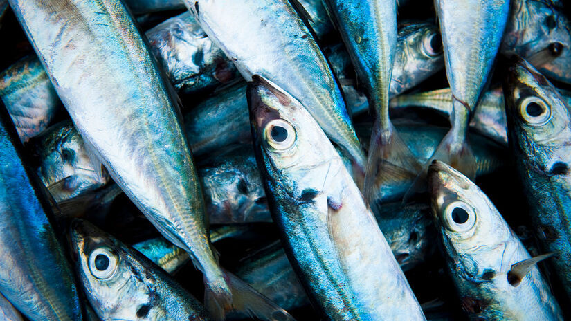 Tradição na alimentação brasileira: Presente em feiras, peixarias e mesas do litoral há décadas, a sardinha é símbolo de comida acessível, saudável e parte da cultura costeira do país. Freepik