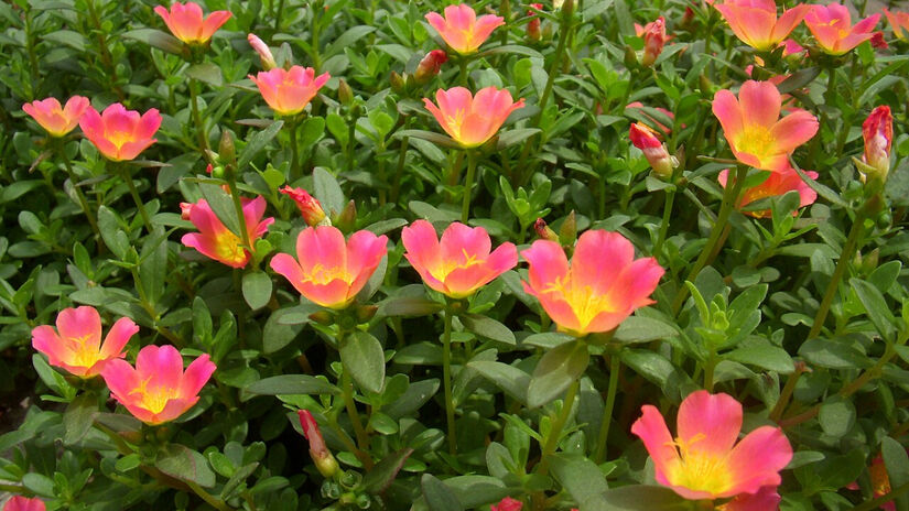 Esta planta tem tanto ômega-3 que pode ser a estrela da substituição vegetal aos peixes na dieta / Wikimedia Commons/Dianakc