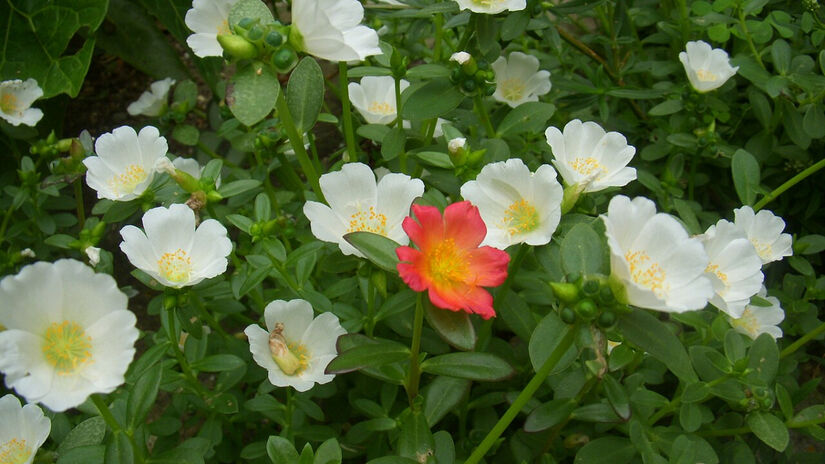 Enquanto 100 gramas de bacalhau oferecem cerca de 200 a 250 mg de ômega-3, a mesma quantidade de beldroega entrega entre 300 e 400 mg / Wikimedia Commons/Dianakc