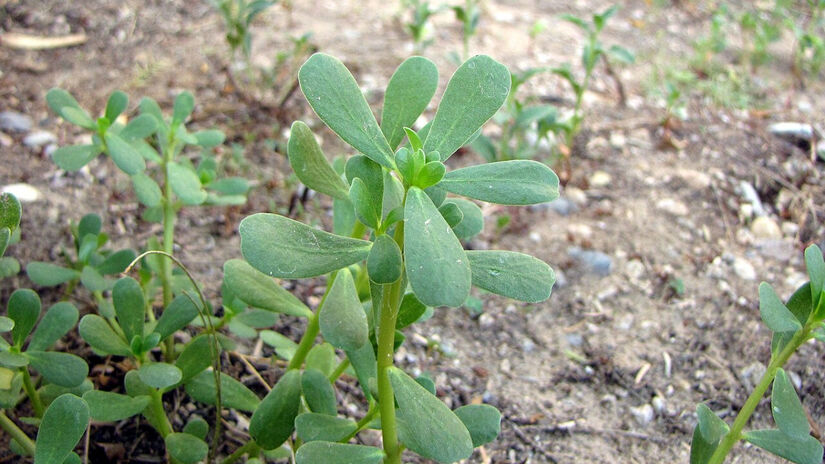 A beldroega também é uma bomba de antioxidantes (vitaminas C e E), magnésio, potássio e ferro / Wikimedia Commons/ZooFari