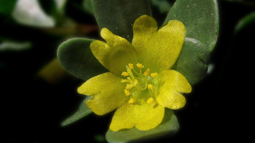 Se você busca saúde sem gastar fortunas com salmão, a beldroega é sua nova melhor amiga / Wikimedia Commons/jacilluch