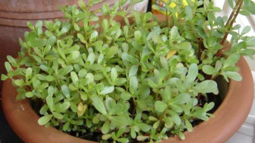 A melhor parte é que aprender como plantar beldroega é tarefa para iniciantes / Wikimedia Commons