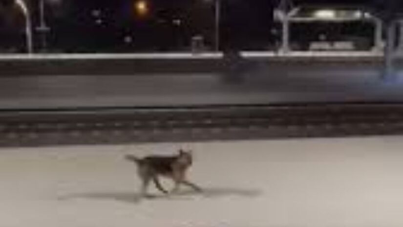 Todas as noites, este cachorro de rua prova que a lealdade não tem limites. Ele aguarda ansiosamente na plataforma da estação até que o trem de seu amigo maquinista apareça no horizonte, criando uma rotina de amizade que parou a internet/Reprodução