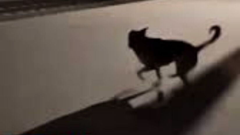 Basta ouvir o barulho da composição para o cão entrar em festa. Ele corre ao lado dos trilhos e acompanha o movimento do trem até a parada final, onde sabe que encontrará mais do que apenas alimento: encontrará carinho/Reprodução