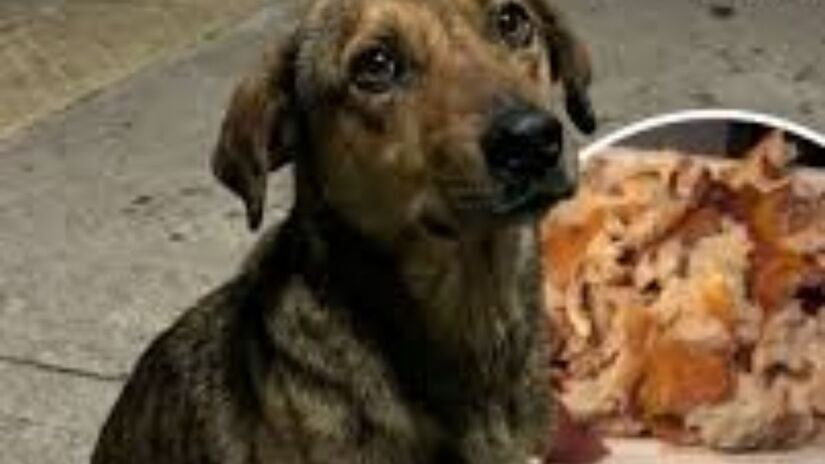 O que começou como um gesto isolado de um maquinista preocupado com a fome de um animal de rua transformou-se em um compromisso diário. Hoje, o profissional faz questão de levar a refeição do cão em cada turno noturno/Reprodução