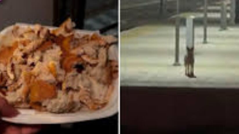 A relação entre o maquinista e o cachorro é um exemplo claro de como a paciência e a bondade constroem pontes. O animal, antes arisco, agora confia plenamente no humano que mudou sua sorte nas madrugadas da estação/Reprodução