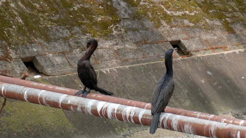 A proibição visa proteger a população, já que o consumo de peixes dos canais é considerado impróprio para a saúde. Renan Lousada/DL
