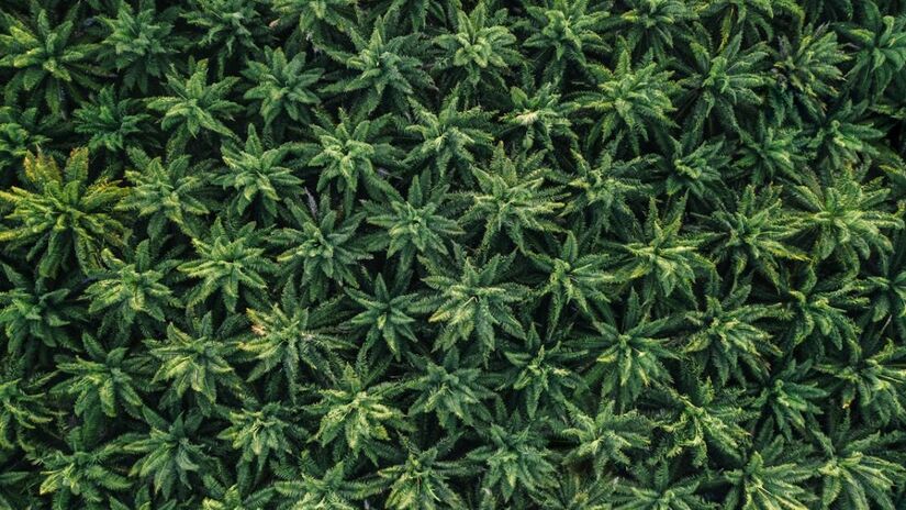 Antes das novas regras, o cultivo da planta em território nacional não era permitido, o que levava pacientes e associações a procurarem autorizações individuais na Justiça (Mikhail Nilov/Pexels)