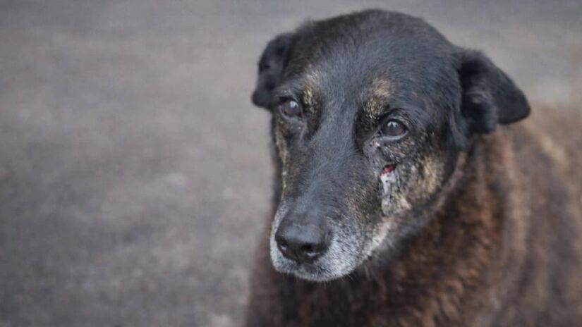 A morte do cão Orelha, agredido por jovens em Florianópolis, gerou revolta nacional/Reprodução