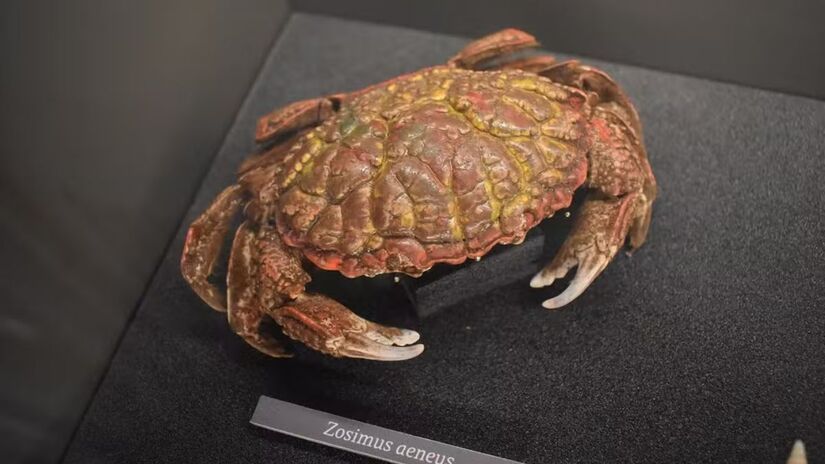 O caranguejo-do-diabo, da espécie Zosimus aeneus, vive em recifes de coral do Indo-Pacífico e é conhecido por acumular toxinas potentes no organismo/Tylwyth Eldar/Wikimedia Commons