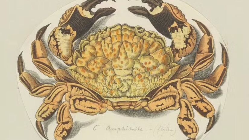 A carapaça apresenta coloração creme ou marrom-avermelhada com manchas vermelhas, padrão que funciona como alerta natural para predadores/University of Amsterdam/Wikimedia Commons