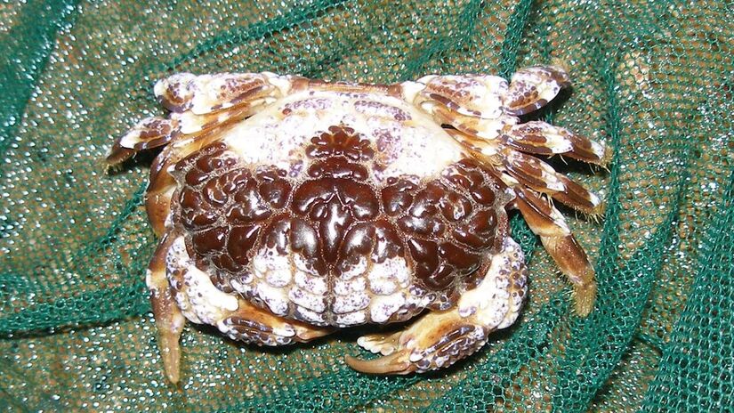 Tanto a carne quanto o casco podem conter neurotoxinas como tetrodotoxina e saxitoxina, substâncias que não são eliminadas mesmo após o cozimento/Anna Mitrošenkova/Wikimedia Commons 