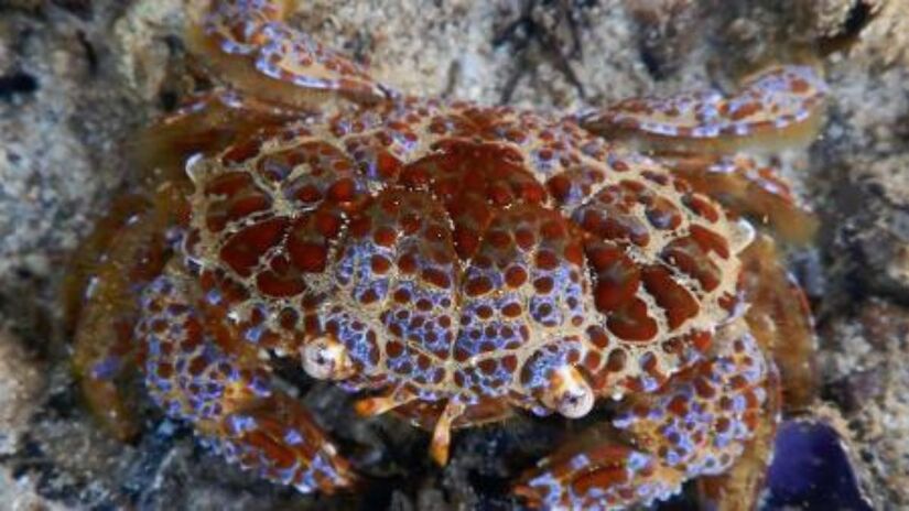 Apesar da alta toxicidade quando ingerido, o caranguejo-do-diabo não é agressivo e não representa risco ao ser apenas observado em seu habitat natural/Ewout Knoester/Creative Commons