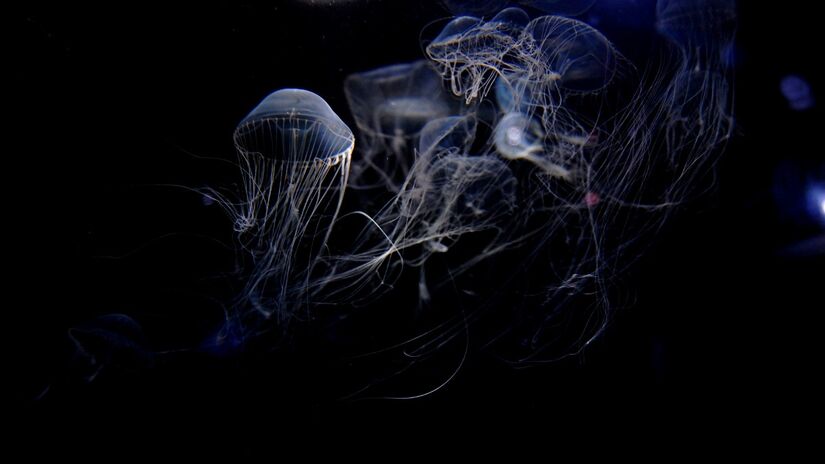 O acúmulo de plástico e lixo industrial atinge até as regiões abissais, afetando cadeias alimentares inteiras / Pixabay