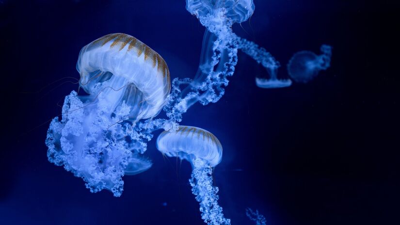 A mineração em águas profundas pode liberar sedimentos tóxicos e comprometer ecossistemas ainda pouco explorados / Pixabay