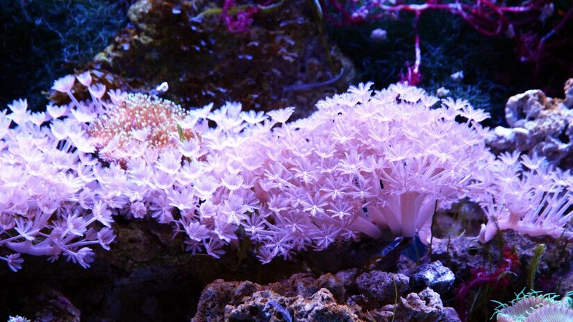 A destruição de corais e organismos marinhos reduz a capacidade dos oceanos de absorver carbono, impactando o clima global / Pixabay