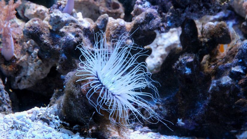 Proteger o fundo dos oceanos é proteger também o equilíbrio ambiental que sustenta a vida na Terra / Pixabay