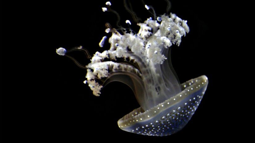 A mineração submarina ameaça remover camadas inteiras do leito oceânico, destruindo espécies únicas antes mesmo que sejam totalmente conhecidas pela ciência / Pixabay