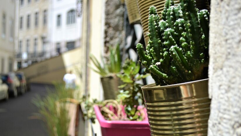 Ambientes com vegetação podem melhorar a concentração e a produtividade. Pixabay