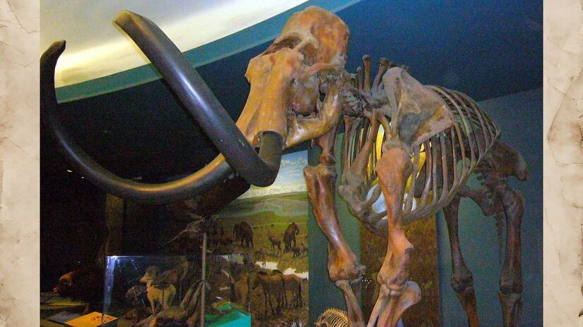 O mamute viveu durante a Era do Gelo e era adaptado a temperaturas extremamente baixas / Instituição Smithsonian/Wikimedia Commons