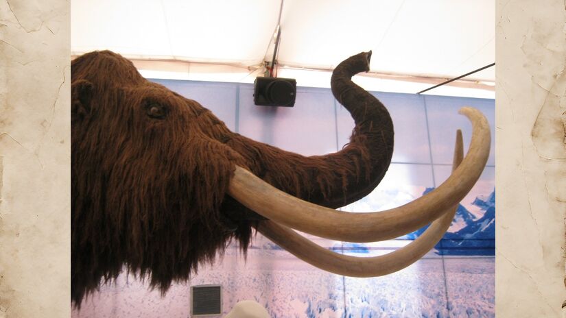 Os mamutes eram parentes próximos dos elefantes atuais / Juan Velasco/Wikimedia Commons