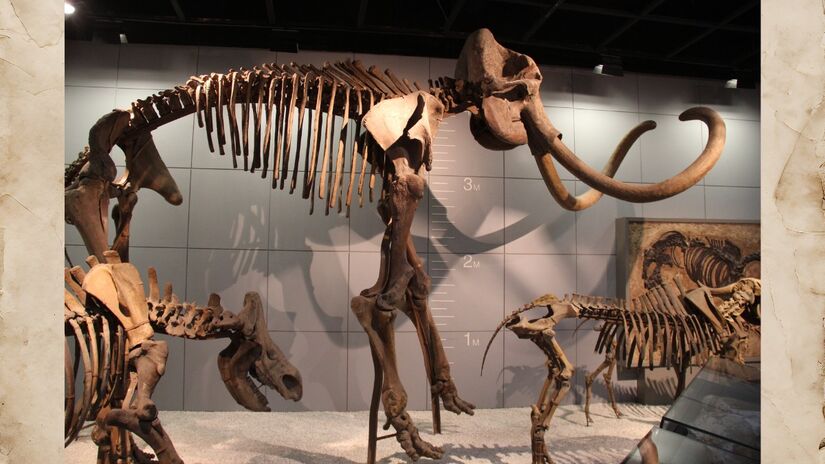 Fósseis bem preservados já foram encontrados congelados no permafrost / Gary Todd / Wikimedia Commons