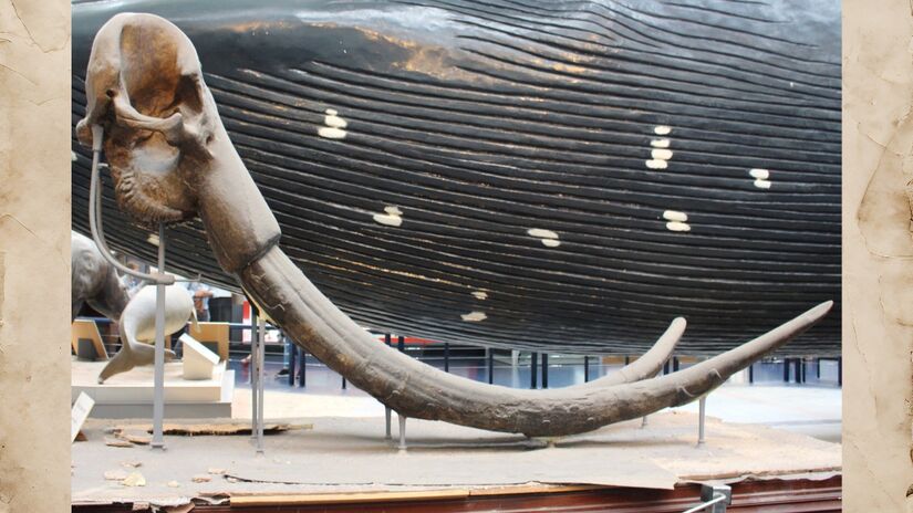 Os mamutes foram extintos há cerca de quatro mil anos, possivelmente por mudanças climáticas e ação humana / Emőke Dénes / Wikimedia Commons